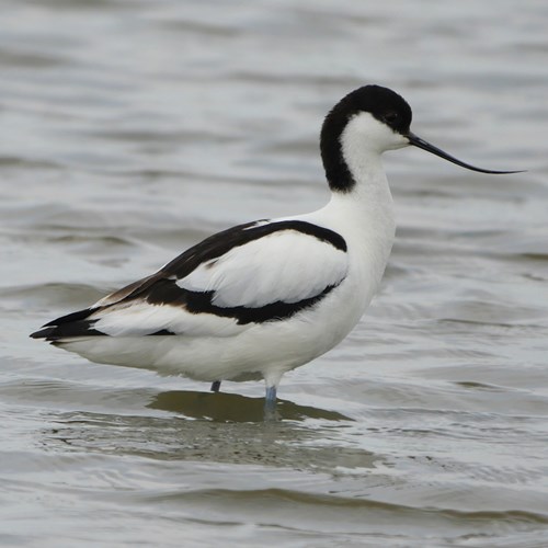 Pied avoceton RikenMon's Nature.Guide