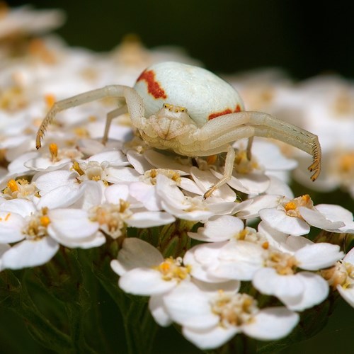 Goldenrod crab spideron RikenMon's Nature.Guide