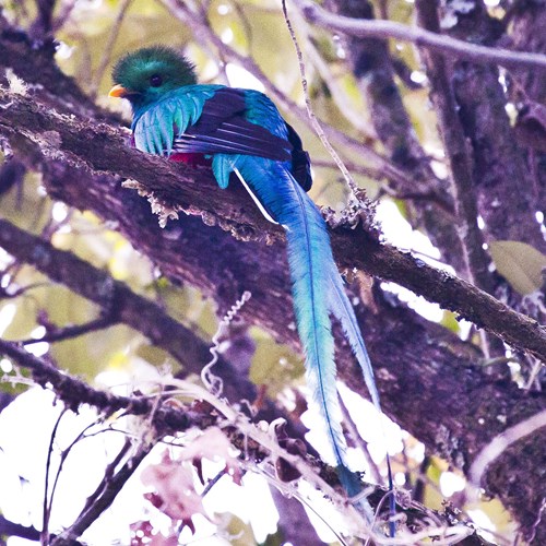 Resplendent quetzalon RikenMon's Nature.Guide