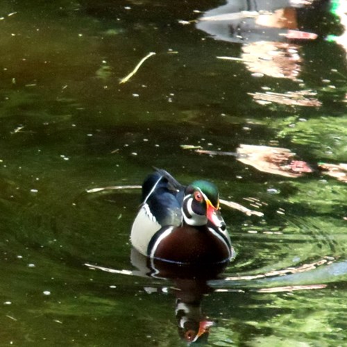 Canard carolin Sur le Nature.Guide de RikenMon