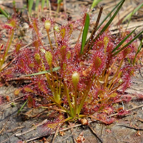 Spoonleaf sundewon RikenMon's Nature.Guide