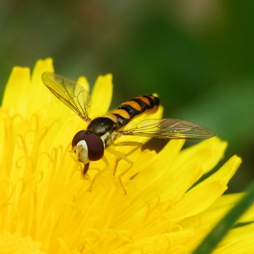 Long hoverflyon RikenMon's Nature.Guide