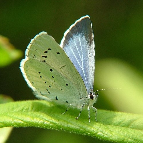 Holly blueon RikenMon's Nature.Guide