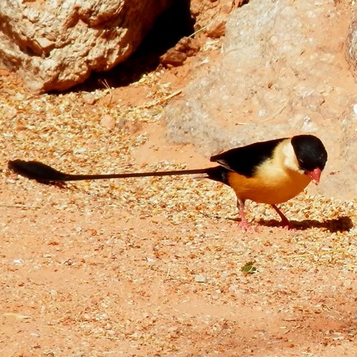 Shaft-tailed whydahon RikenMon's Nature.Guide