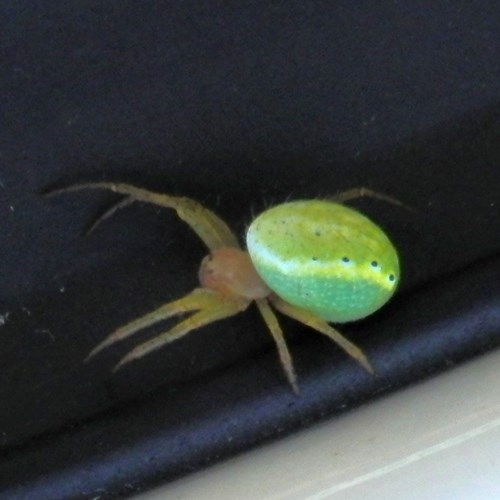 Cucumber green spideron RikenMon's Nature.Guide