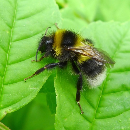 Garden bumblebeeon RikenMon's Nature.Guide