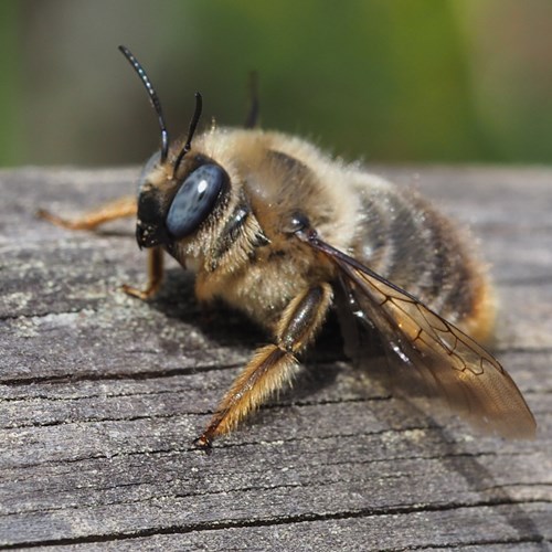 Xylocopa cantabrita [L.]on RikenMon's Nature.Guide
