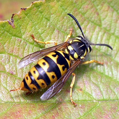 German waspon RikenMon's Nature.Guide