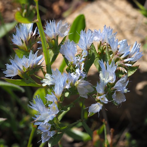 Limonium lobatum [L.]on RikenMon's Nature.Guide