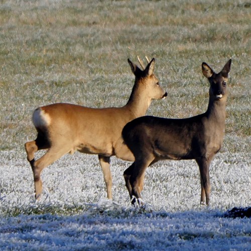 ChevreuilSur le Nature.Guide de RikenMon