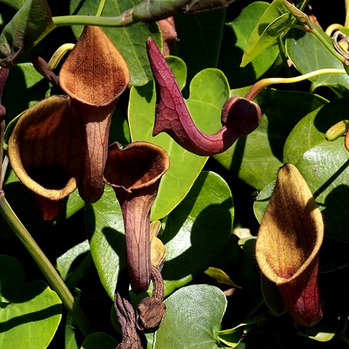 Andalusian Dutchman's pipeon RikenMon's Nature.Guide