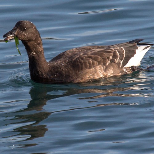 Brant gooseon RikenMon's Nature.Guide