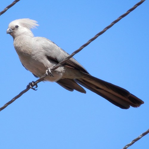 Grey go-away birdon RikenMon's Nature.Guide