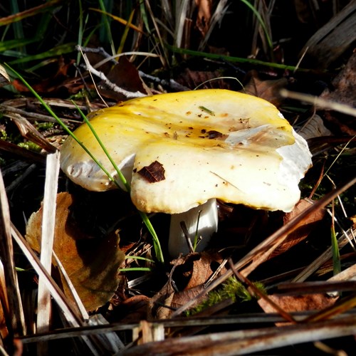 Ochre Brittlegillon RikenMon's Nature.Guide