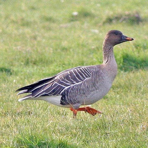 Bean gooseon RikenMon's Nature.Guide