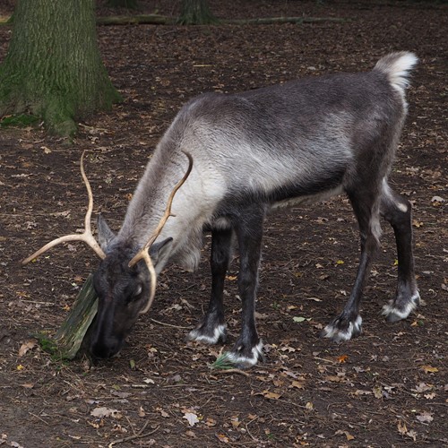 Reindeeron RikenMon's Nature.Guide