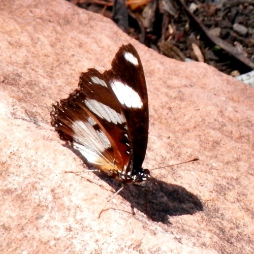 Danaid eggflyon RikenMon's Nature.Guide