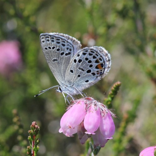 Cranberry blueon RikenMon's Nature.Guide