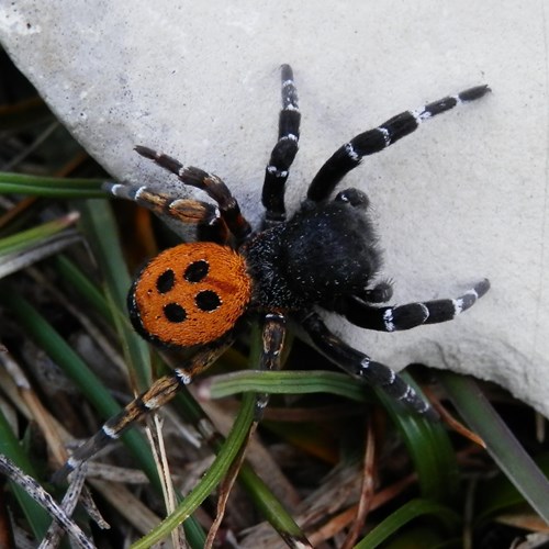 Ladybird spideron RikenMon's Nature.Guide