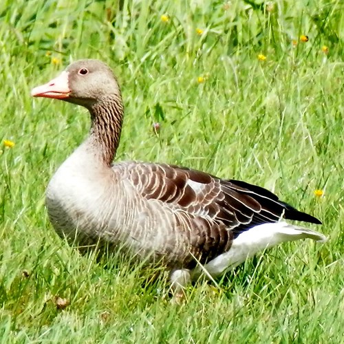 Greylag gooseon RikenMon's Nature.Guide