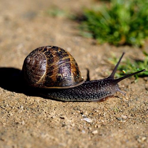 Garden snailon RikenMon's Nature.Guide