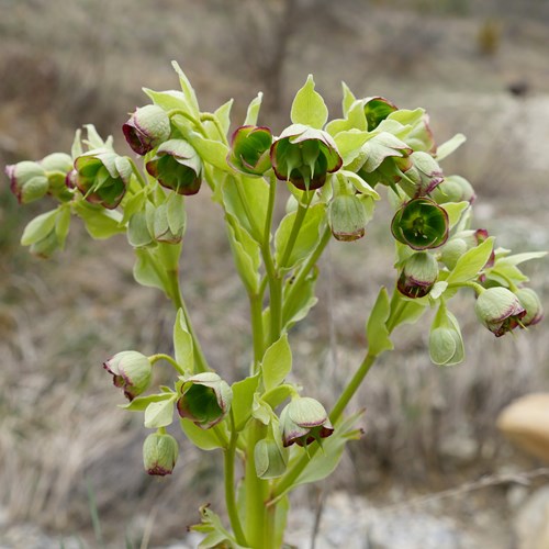 Stinking helleboreon RikenMon's Nature.Guide