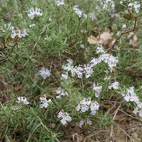 Rosemaryon RikenMon's Nature.Guide