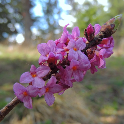 February daphneon RikenMon's Nature.Guide