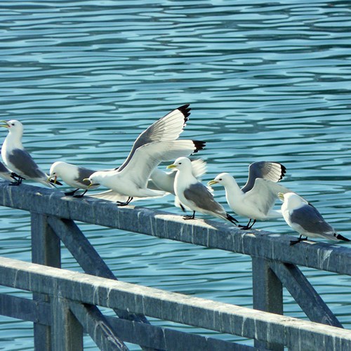 Black-legged kittiwakeon RikenMon's Nature.Guide
