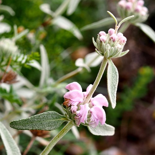 Phlomis purpurea [L.]on RikenMon's Nature.Guide