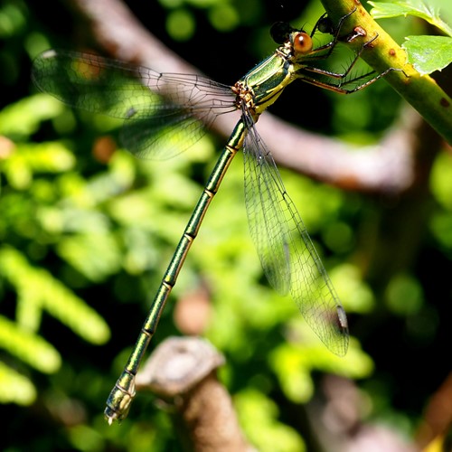 Willow emerald damselflyon RikenMon's Nature.Guide