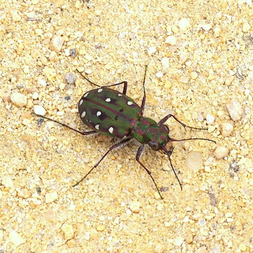Green tiger beetleon RikenMon's Nature.Guide