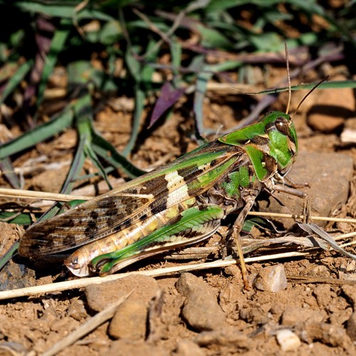 Oedalus decorus [L.]on RikenMon's Nature.Guide