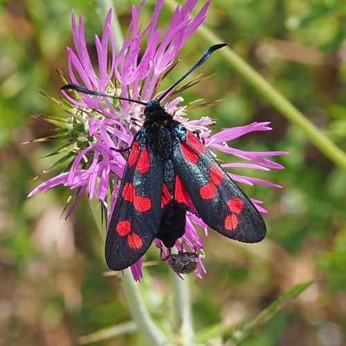 Six-spot burneton RikenMon's Nature.Guide