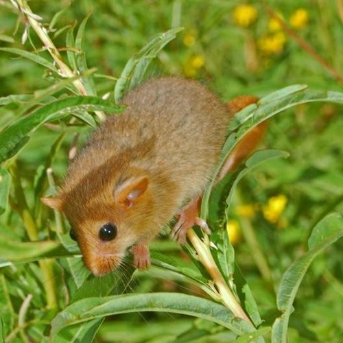 Hazel dormouseon RikenMon's Nature.Guide