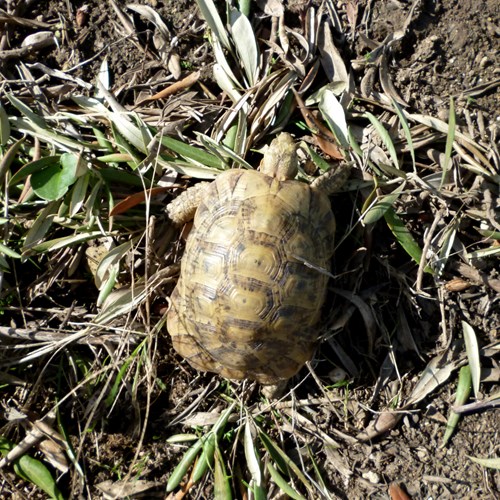 Spur-thighed tortoiseon RikenMon's Nature.Guide