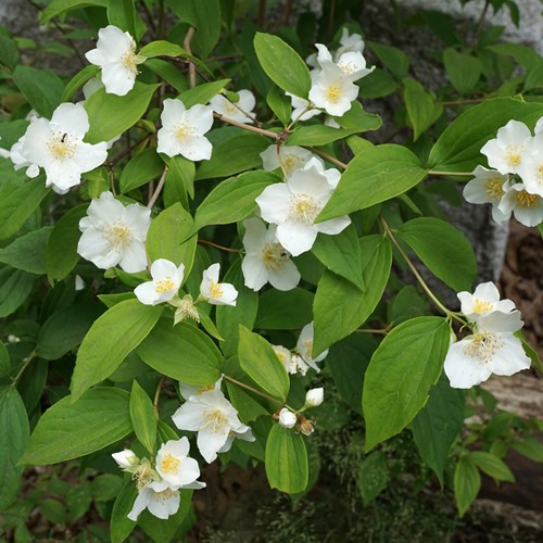 Sweet mock-orangeon RikenMon's Nature.Guide