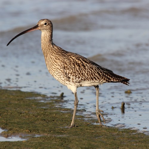 Großer BrachvogelAuf RikenMons Nature.Guide