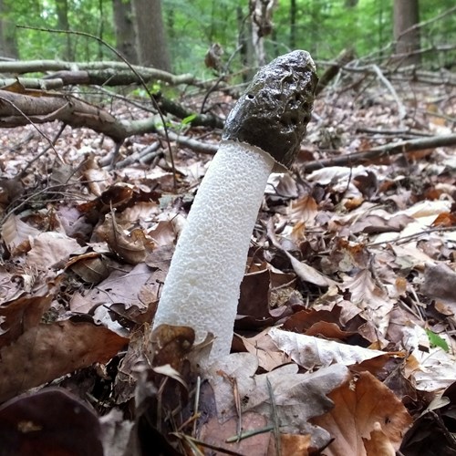 Phallus impudicus [L.]Em Nature.Guide de RikenMon