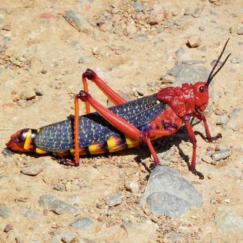 Milkweed grasshopperon RikenMon's Nature.Guide