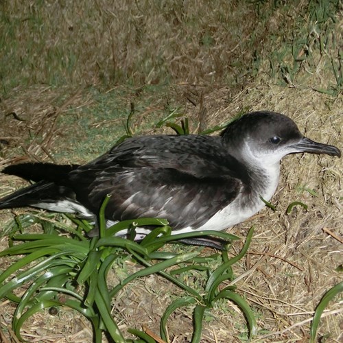 Manx shearwateron RikenMon's Nature.Guide