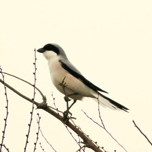 Lesser grey shrikeon RikenMon's Nature.Guide