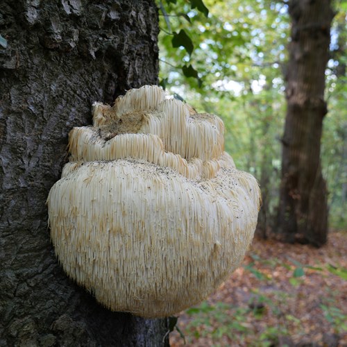 Lion's mane mushroomon RikenMon's Nature.Guide