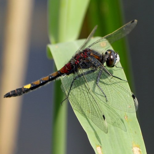 Large white-faced darteron RikenMon's Nature.Guide