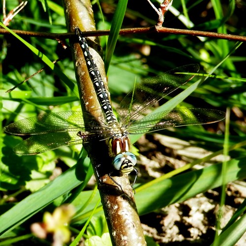 Hairy dragonflyon RikenMon's Nature.Guide
