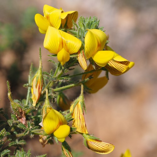 Ononis talaverae [L.]on RikenMon's Nature.Guide