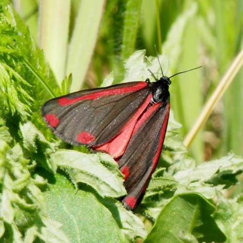 Cinnabar mothon RikenMon's Nature.Guide