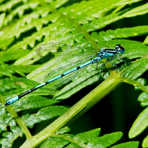 Azure damselflyon RikenMon's Nature.Guide