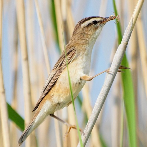 Sedge warbleron RikenMon's Nature.Guide