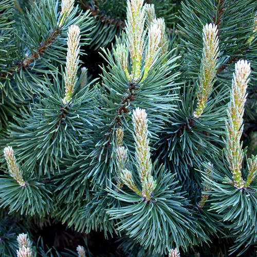 Mountain pineon RikenMon's Nature.Guide